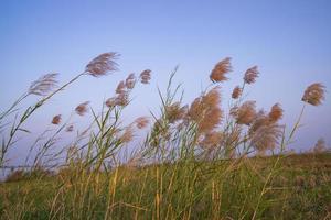 Kans grass or saccharum spontaneum flowers field against the evening colorful blue sky photo