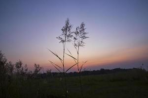 puesta de sol sobre la hierba de kans o saccharum spontaneum flores vista del paisaje foto