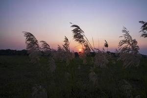 Sunset over the Kans grass or Saccharum spontaneum flowers landscape view photo