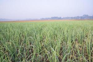 Green Onion plantation in the field of foggy winter morning view photo