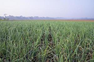 Green Onion plantation in the field of foggy winter morning view photo