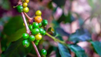 Close-up of the  of raw green coffee beans,arabica green  coffee berries with a coffee tree photo