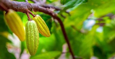 cosecha de pequeñas vainas de cacao verde crudo. cultivo de frutos de cacao colgando de un árbol de cacao foto