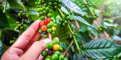 primer plano de la cosecha de granos de café crudos en las manos, bayas de café arábica con manos de agricultores foto