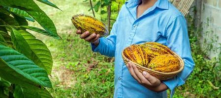 fruta fresca de cacao amarillo maduro en la mano de un granjero, agricultura cacao recién cosechado de los árboles de cacao. foto