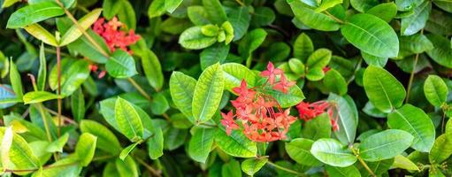 Close-up of Ixora red flowers or Ixora coccinea flower nature background.Beautiful Red spike flower photo