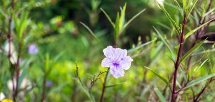 Close-up of Ruellia tuberosa purple flowers or purple flower nature background photo