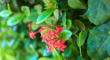 Close-up of Ixora red flowers or Ixora coccinea flower nature background.Beautiful Red spike flower photo