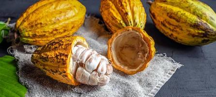 Close up fresh ripe yellow cacao pod and open half-cut cocoa fruit on black background photo