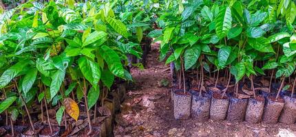 Planting cocoa seedlings from cocoa plantations, Young cacao trees growing in the plot to prepare for planting photo
