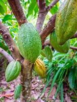 cosecha de vainas de cacao verde crudo. fruta de cacao de color verde colgando de un árbol de cacao foto