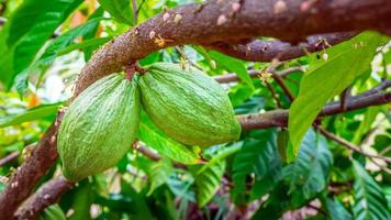 cosecha de vainas de cacao verde crudo. fruta de cacao de color verde colgando de un árbol de cacao foto