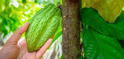 primer plano de la cosecha de vainas de cacao crudas en las manos, fruta de cacao verde con manos de agricultores foto