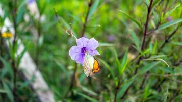 primer plano de ruellia tuberosa flores moradas con mariposas encaramadas foto