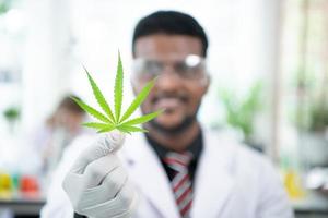 In the university science lab, researchers are analyzing studies on cannabis plants photo