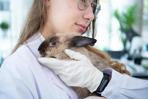 veterinario que trata conejos enfermos le está dando a los conejitos jóvenes la atención que necesitan para estar bien foto