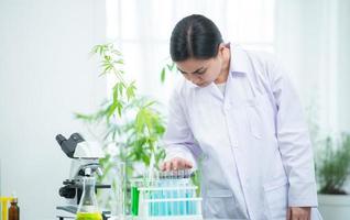 In the university science lab, researchers are analyzing studies on cannabis plants photo