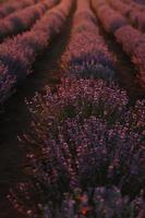 close up of bushes lavender blooming scented fields on sunset. lavender purple aromatic flowers at lavender fields of the French Provence near Paris. photo