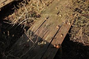 Organic farming, Agriculture, Edible snails on wooden boards. Production of snails. Snail farm. Snails are mollusks with a brown striped shell, at the stage of maturation. photo