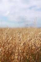 primer plano de orejas doradas maduras centeno, avena o trigo balanceándose en el viento ligero sobre el fondo del cielo en el campo. el concepto de agricultura. el campo de trigo está listo para la cosecha. la crisis alimentaria mundial. foto
