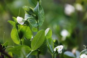 flowering garden pea, pisum sativum, in the garden. pea plant blossom. close up. photo