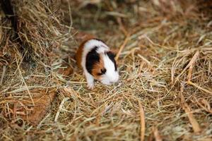 Cute Red and White Guinea Pig on the hay Close-up. Little Pet in its House.
