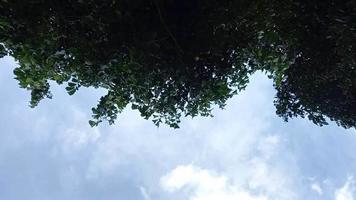 nuages blancs avec un ciel clair bloqué par des branches d'arbres video