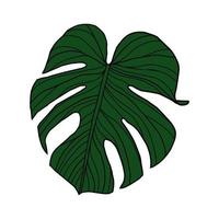 Monstera tropical leaves vector