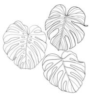 Monstera tropical leaves vector