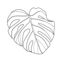 Monstera tropical leaves vector