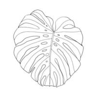 Monstera tropical leaves vector