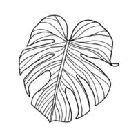 Monstera tropical leaves vector