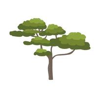 árbol de acacia africana con estilo de caricatura plano de corona ancha, ilustración vectorial en blanco. elemento de diseño natural, objeto único, flora de sabana vector