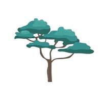 árbol de acacia africana con estilo de caricatura plano de corona ancha, ilustración vectorial en blanco. elemento de diseño natural, objeto único, flora de sabana vector