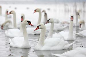 White swan flock in spring water. Swans in water. White swans. Beautiful white swans floating on the water. swans in search of food. selective focus photo