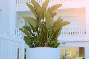 banana palm tree on white hotel background. resort summer holiday vacation photo