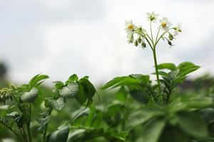 the potato flowers are white, blurred background the garden of the natural growing conditions. flowering potatoes in the field photo