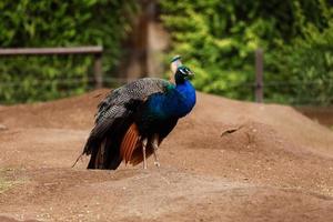 es una foto de un pavo real deambulando por un camino de una granja. el ave fue bastante sobresaliente con el medio ambiente.