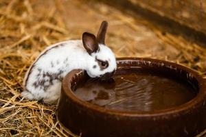 One White Rabbits Drinking Water From Baked Clay Disc. selective focus on the rabbit. photo