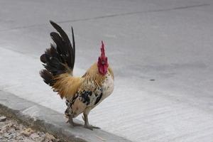 A rooster standing on the sidewalk photo