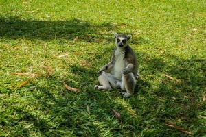 Lemur meditating in zoo photo