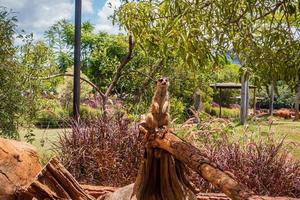 Meerkat on lookout photo