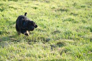 Goldendoodle puppy playing on a meadow. Hybrid dog that does not cause animal hair allergy photo