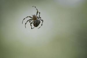 araña cruzada arrastrándose sobre un hilo de araña. susto de halloween un cazador útil entre foto