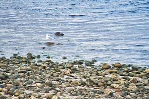 Stone beach on the sea of Denmark, with a seagull on a stone. Landscape shot photo