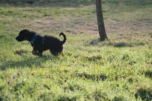 cachorro goldendoodle jugando en un prado. perro híbrido que no causa alergia al pelo de los animales foto