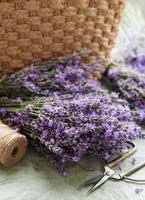 Seasonal pruning of lavender. photo