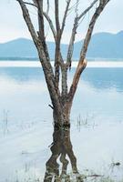 The body of the dead tree stands in the water with the landscape and lake in background photo