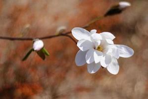 Flower of white magnolia is blossoming in the city park on spring sunny day photo