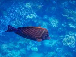 stripped browh fish in blue seawater while diving in egypt photo